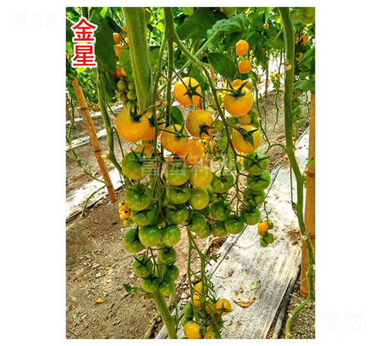 金星-小番茄種子-富園種業(yè)