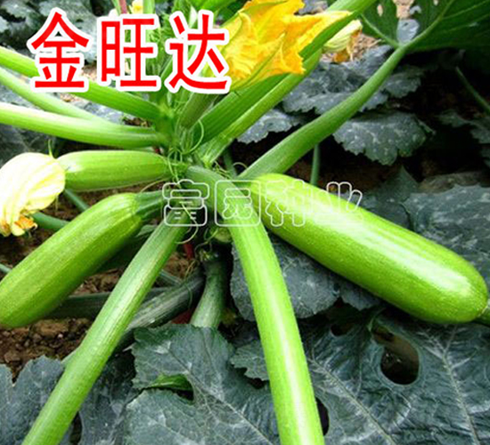 金旺達-西葫蘆種子-富園種業(yè)