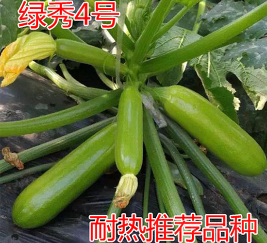 綠秀4號-西葫蘆種子-富園種業(yè)