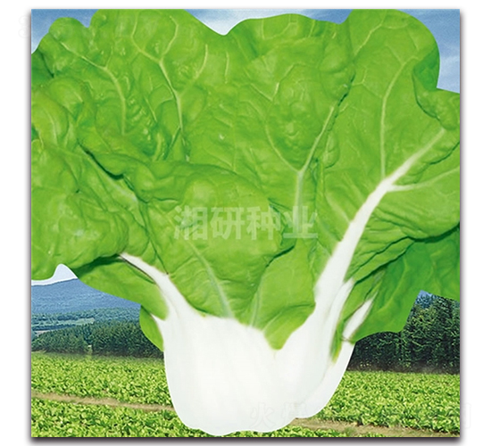 白玉二號(hào)-白菜種子-湘研種業(yè)