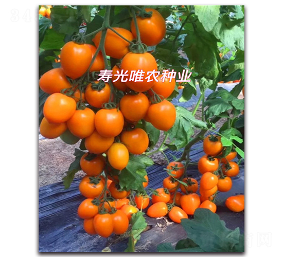 黃羅馬F1-櫻桃番茄種子-唯農(nóng)種業(yè)