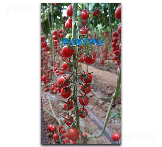 新禧一號(hào)F1-櫻桃番茄種子-唯農(nóng)種業(yè)