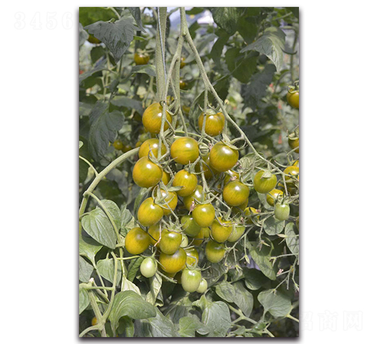青香蜜-櫻桃番茄種子-唯農(nóng)種業(yè)
