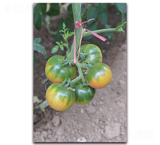 鐵番201-番茄種子-唯農種業(yè)