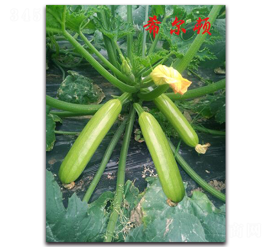 希爾頓-西葫蘆種子-農(nóng)人農(nóng)業(yè)