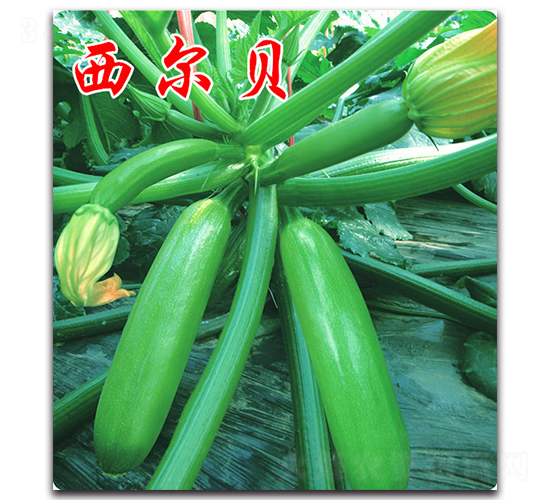 西爾貝-西葫蘆種子-農(nóng)人農(nóng)業(yè)