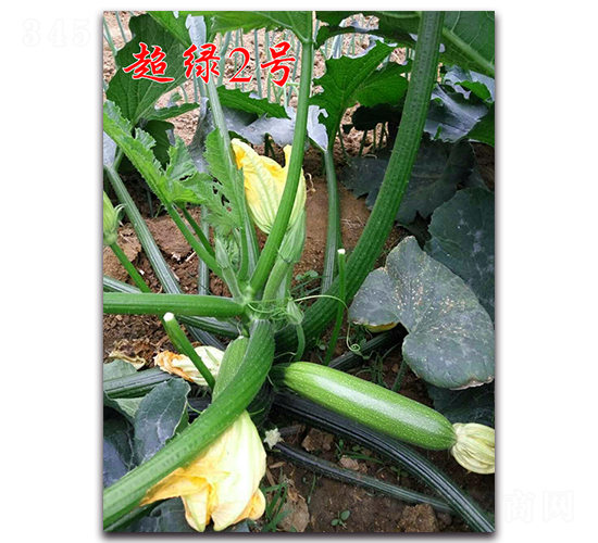超綠2號-耐熱西葫蘆種子-農(nóng)人農(nóng)業(yè)