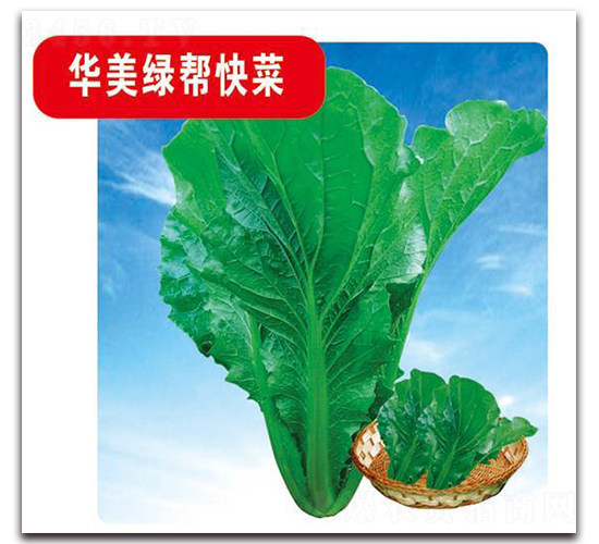 華美綠幫快菜-白菜種子-中創(chuàng)智豐