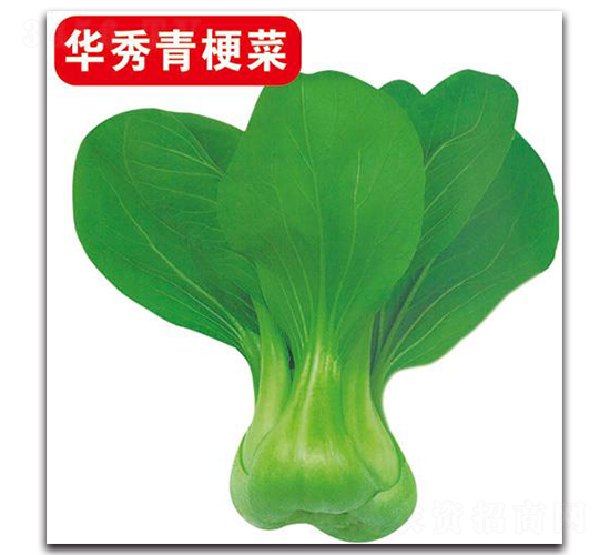 華秀青梗菜-白菜種子-中創(chuàng)智豐
