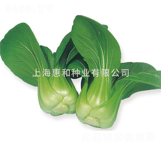 夏王-青菜種子-惠和種業(yè)
