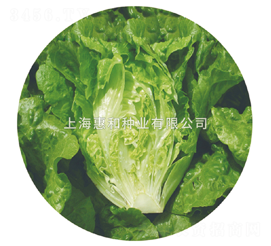 綠雅-生菜種子-惠和種業(yè)