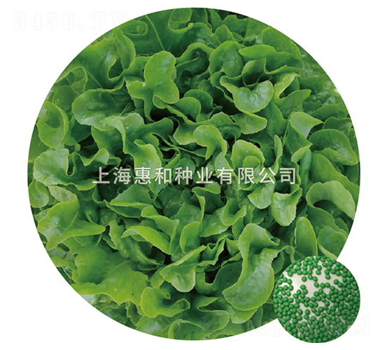 綠脆-生菜種子-惠和種業(yè)
