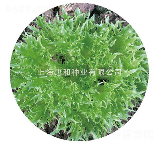 格林-生菜種子-惠和種業(yè)
