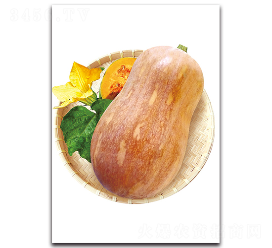 娃娃蜜三號(hào)-南瓜種子-湘妹子農(nóng)業(yè)