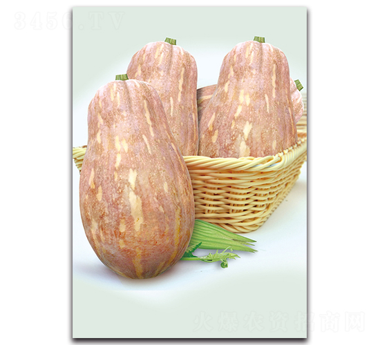 娃娃一號蜜-南瓜種子-湘妹子農(nóng)業(yè)