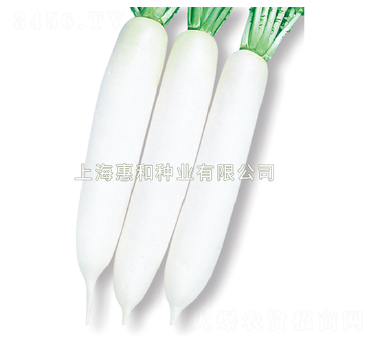 春白-蘿卜種子-惠和種業(yè)