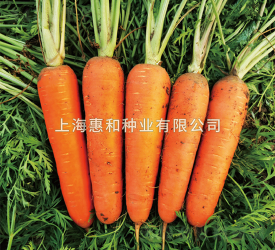 賽紅-胡蘿卜種子-惠和種業(yè)