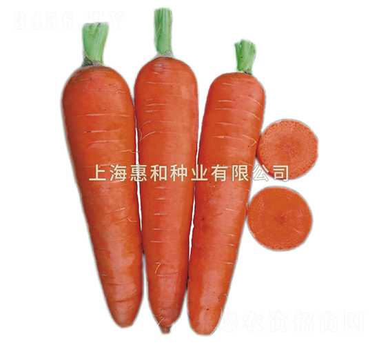 布魯斯-胡蘿卜種子-惠和種業(yè)