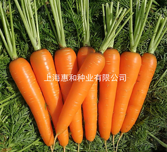 納愛斯-胡蘿卜種子-惠和種業(yè)