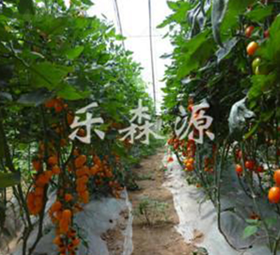 黃玲瓏-櫻桃番茄種子-樂森源