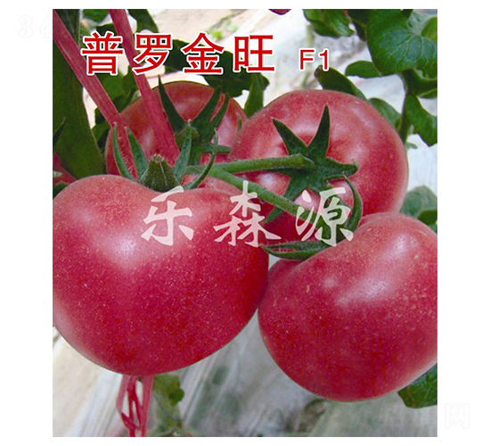 普羅金旺-番茄種子-樂(lè)森源