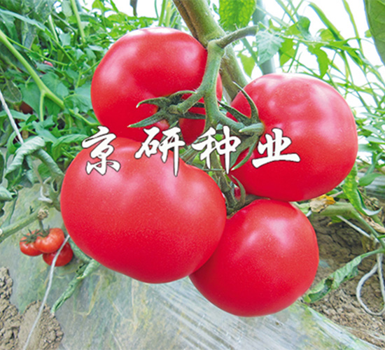 京番103-番茄種子-京研