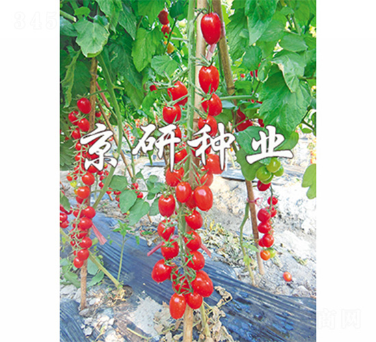 京番紅星1號-番茄種子-京研