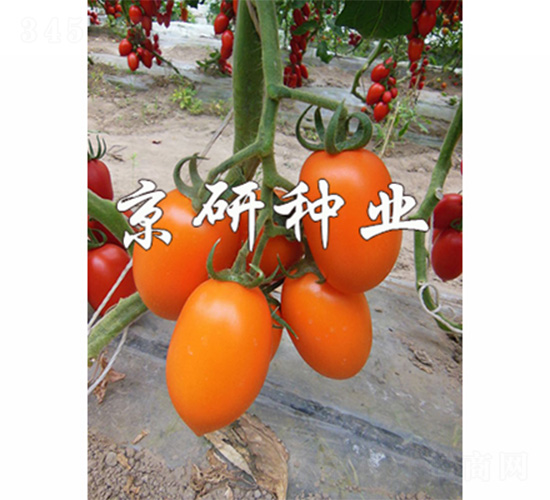 京番黃羅1號-番茄種子-京研