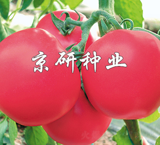 仙客1號-番茄種子-京研