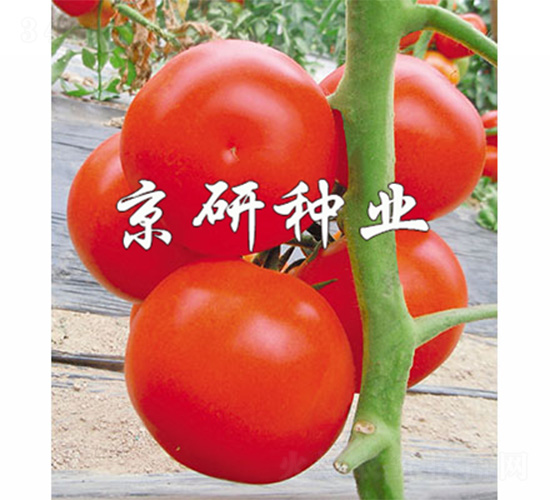 佳紅8號(hào)-番茄種子-京研