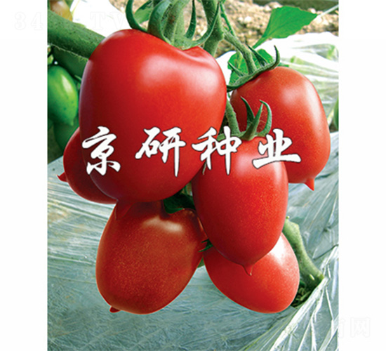 紅曼1號(hào)-番茄種子-京研