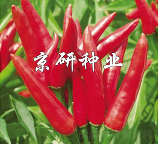 朝鳳-辣椒種子-京研