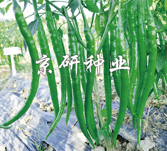 京線3號-辣椒種子-京研