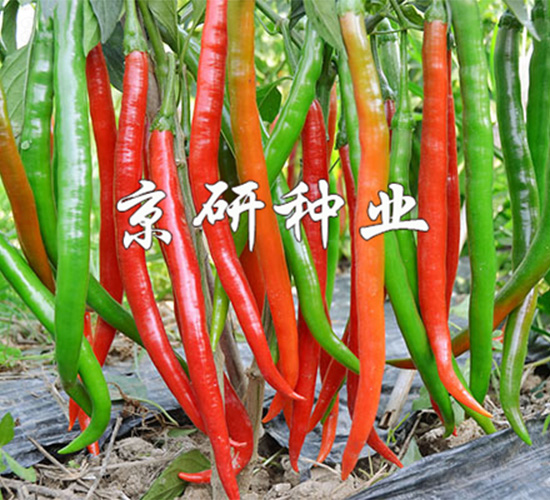 京線5號-辣椒種子-京研