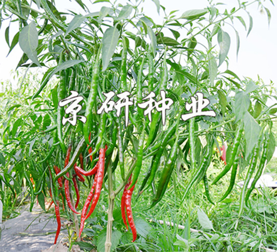 丘北辣1號(hào)-辣椒種子-京研