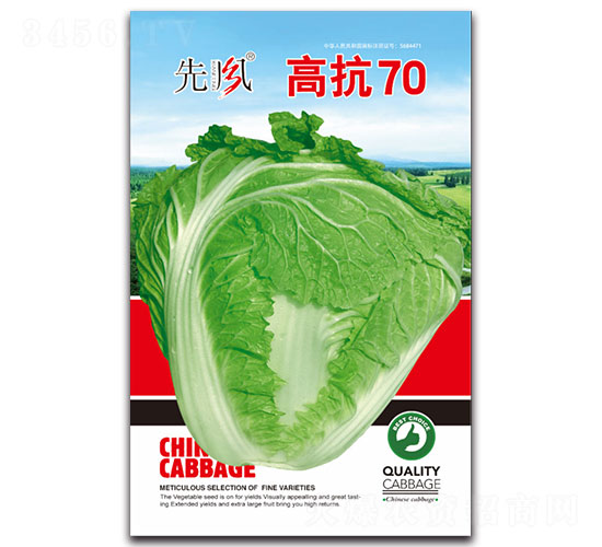 高抗70-白菜種子-先風