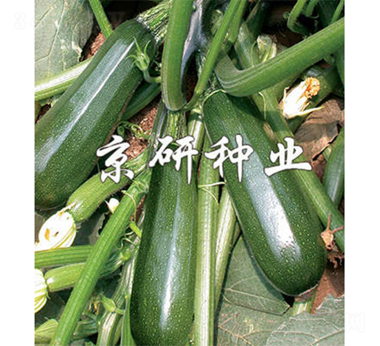 京葫2號(hào)-西葫蘆種子-京研