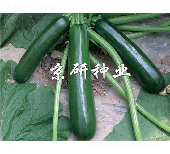 京碧-西葫蘆種子-京研