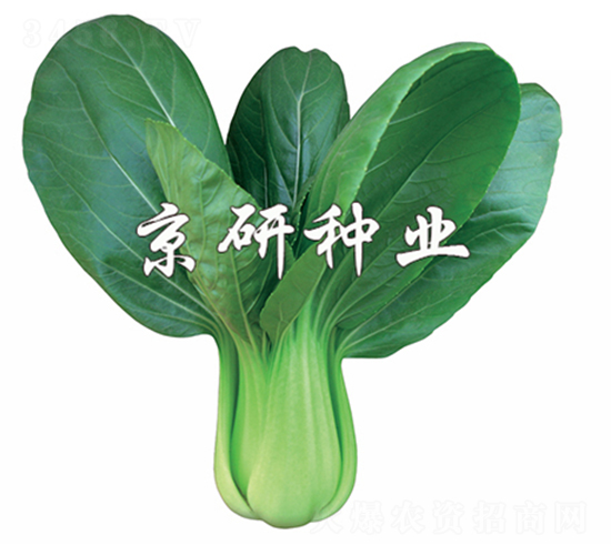 春油4號(hào)-小白菜種子-京研