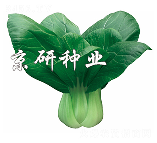 春油5號(hào)-小白菜種子-京研