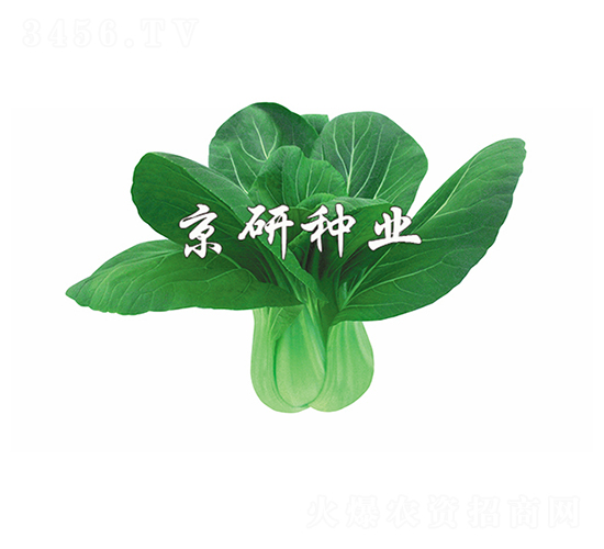 春油6號(hào)-小白菜種子-京研