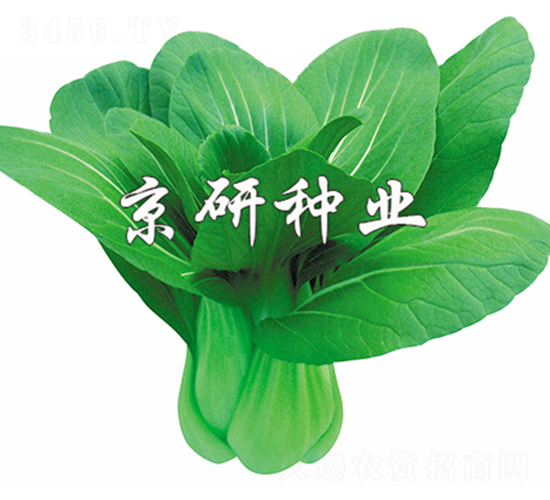 新國夏1號-小白菜種子-京研