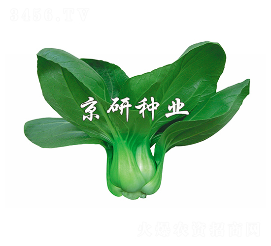 京冠5號-小白菜種子-京研