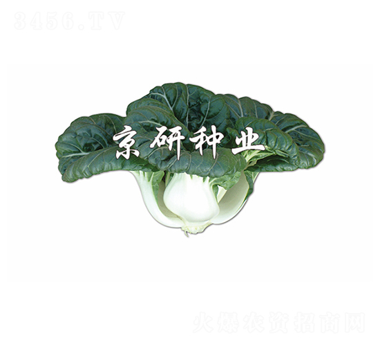 斗白1號-小白菜種子-京研