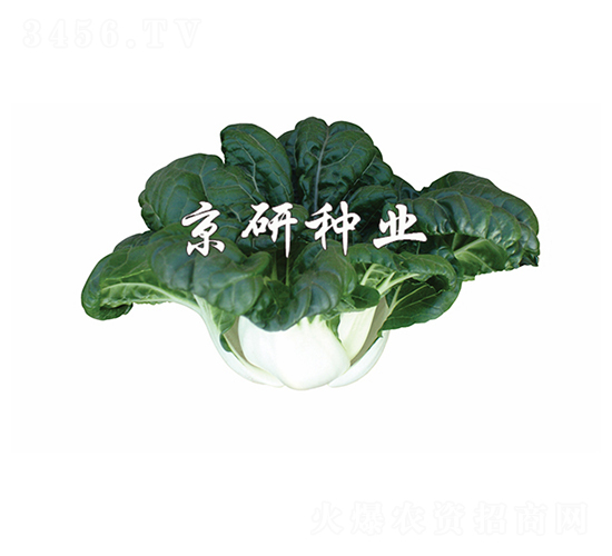 斗白2號(hào)-小白菜種子-京研