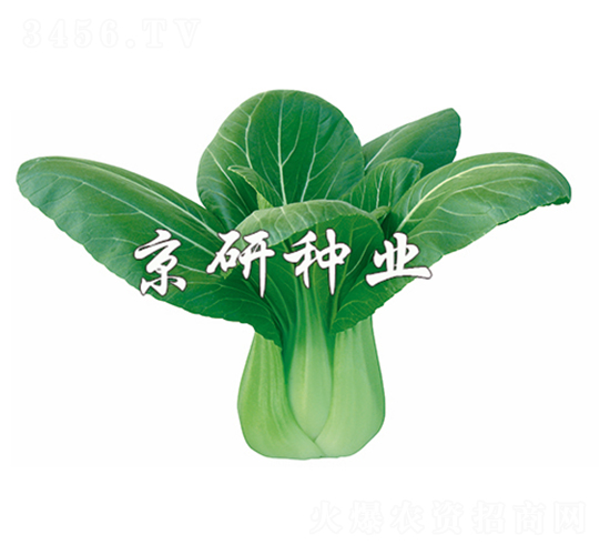 春油2號-小白菜種子-京研
