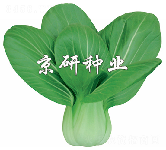 京冠2號(hào)-小白菜種子-京研