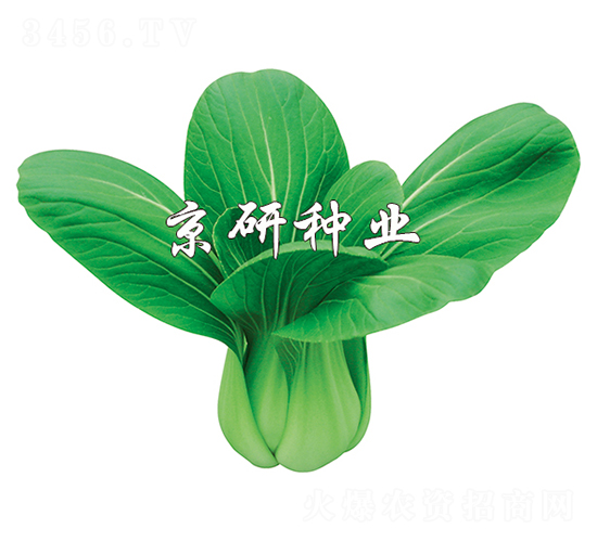 京冠3號-小白菜種子-京研