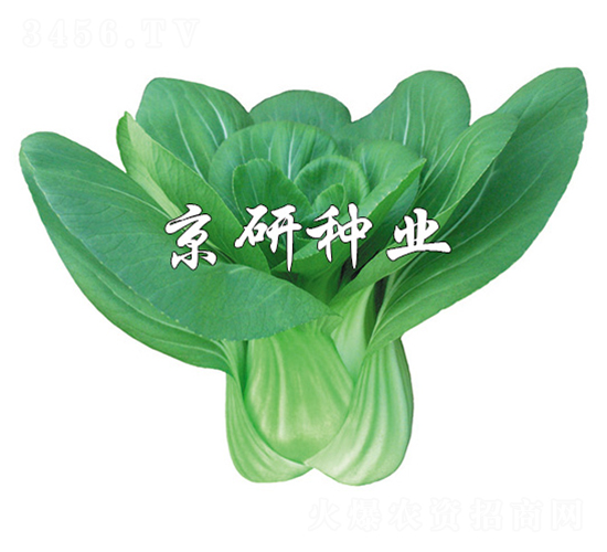 國夏3號-小白菜種子-京研