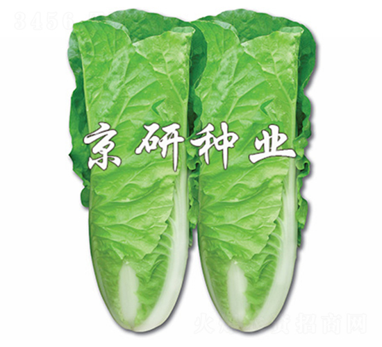 京研快菜2號(hào)-快菜種子-京研